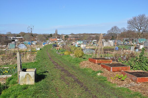 Allotments in Leatherhead